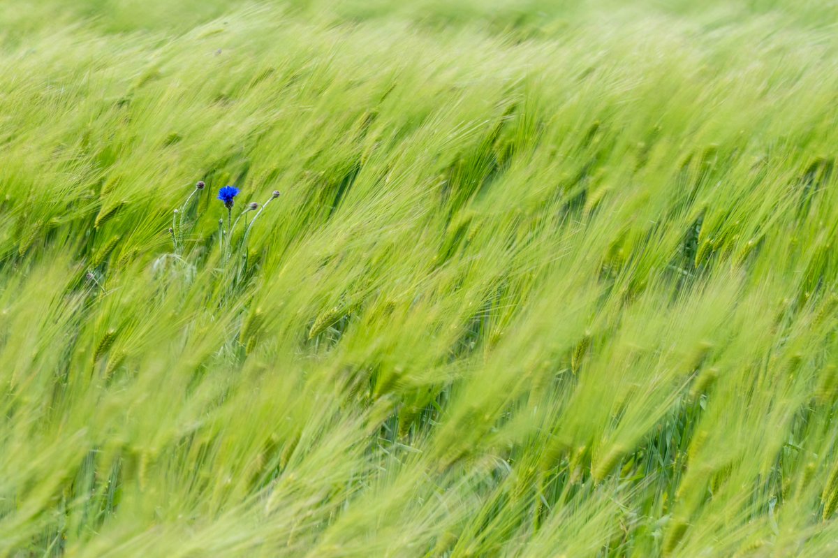 青い麦
#ニコン #ファインダー越しの私の世界 #私とニコンで見た世界 #写真好きな人と繋がりたい