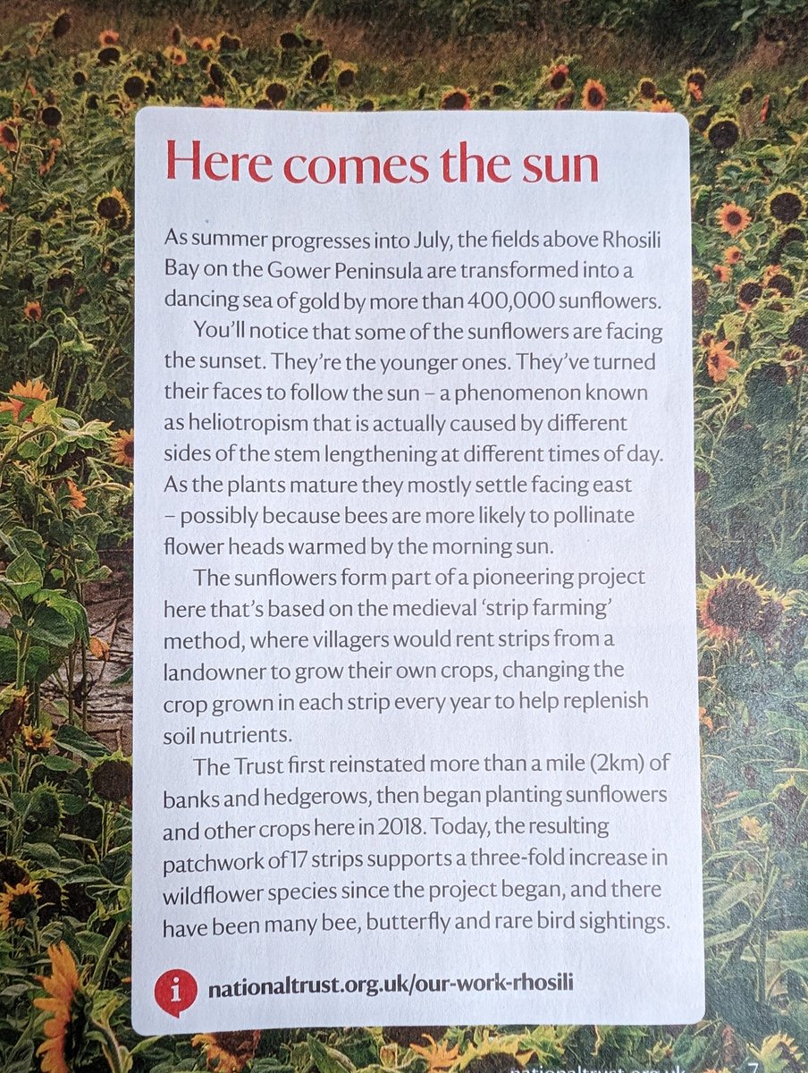 Pleased to see these pages in the latest @nationaltrust magazine! The reintroduce of medieval-style farming at Rhosili Bay is one of the projects I wrote about in my book. I looked around a few years ago – it's a magnificent experiment, from which there is so much to learn.