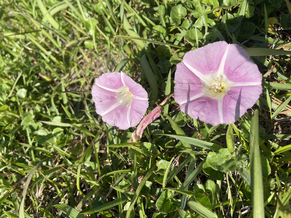yuke140's tweet photo. #写真好きな人と繋がりたい #写真で伝える私の世界 #flower #花 ＃風景写真 #flowerphotography https://t.co/jM2pI2dV6U