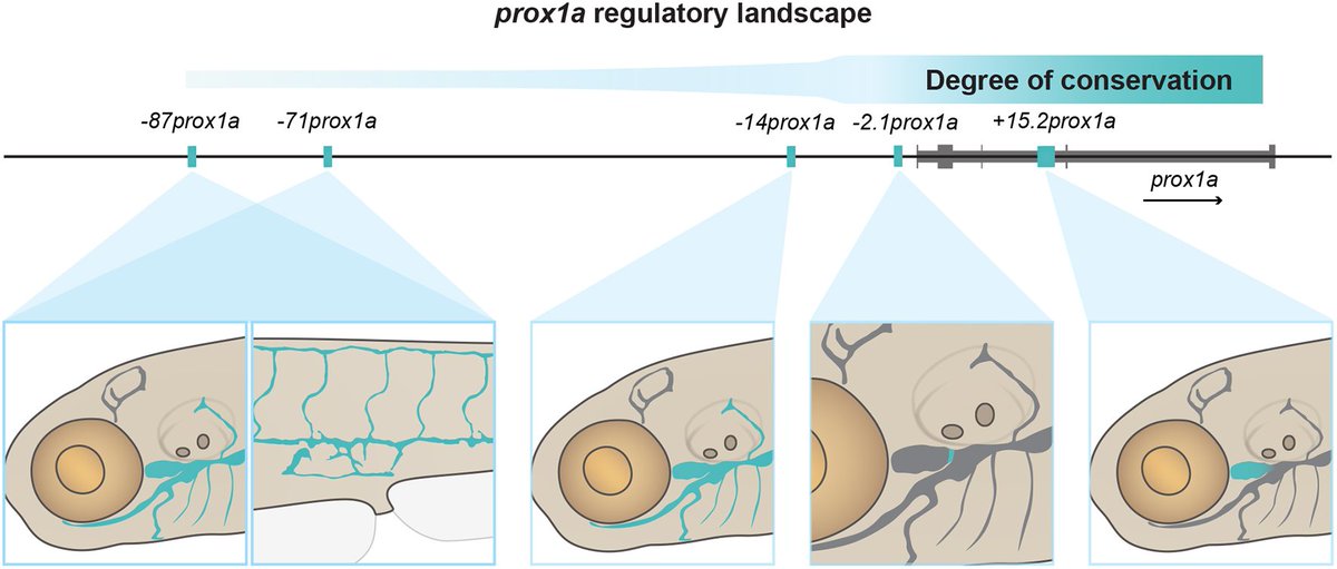 Multiple cis-regulatory elements control prox1a expression in distinct lymphatic vascular beds Read this Research Article by Virginia Panara and Katarzyna Koltowska (@LymphaticsLab @IgpUu) and colleagues: journals.biologists.com/dev/article/15…