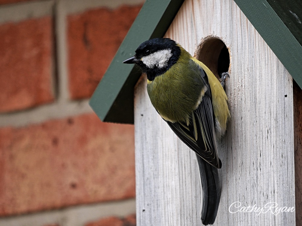 #WordlessWednesday ~ New Residents in the Garden #Birds #Wildlife #GardenBirds #Photography betweenthelinesbookblog.com/2024/05/15/wor… via @CathyRy