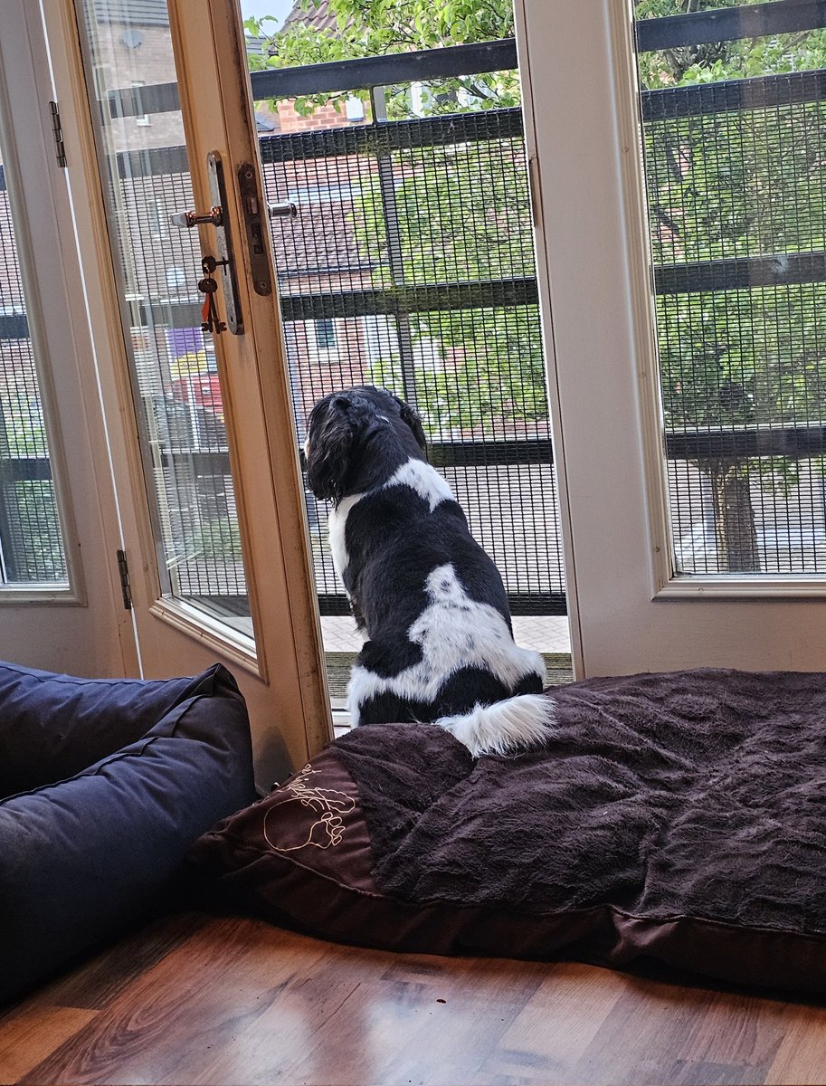 Theo back in his favourite spot...on #neighbourhoodwatch 😍 #cavpack