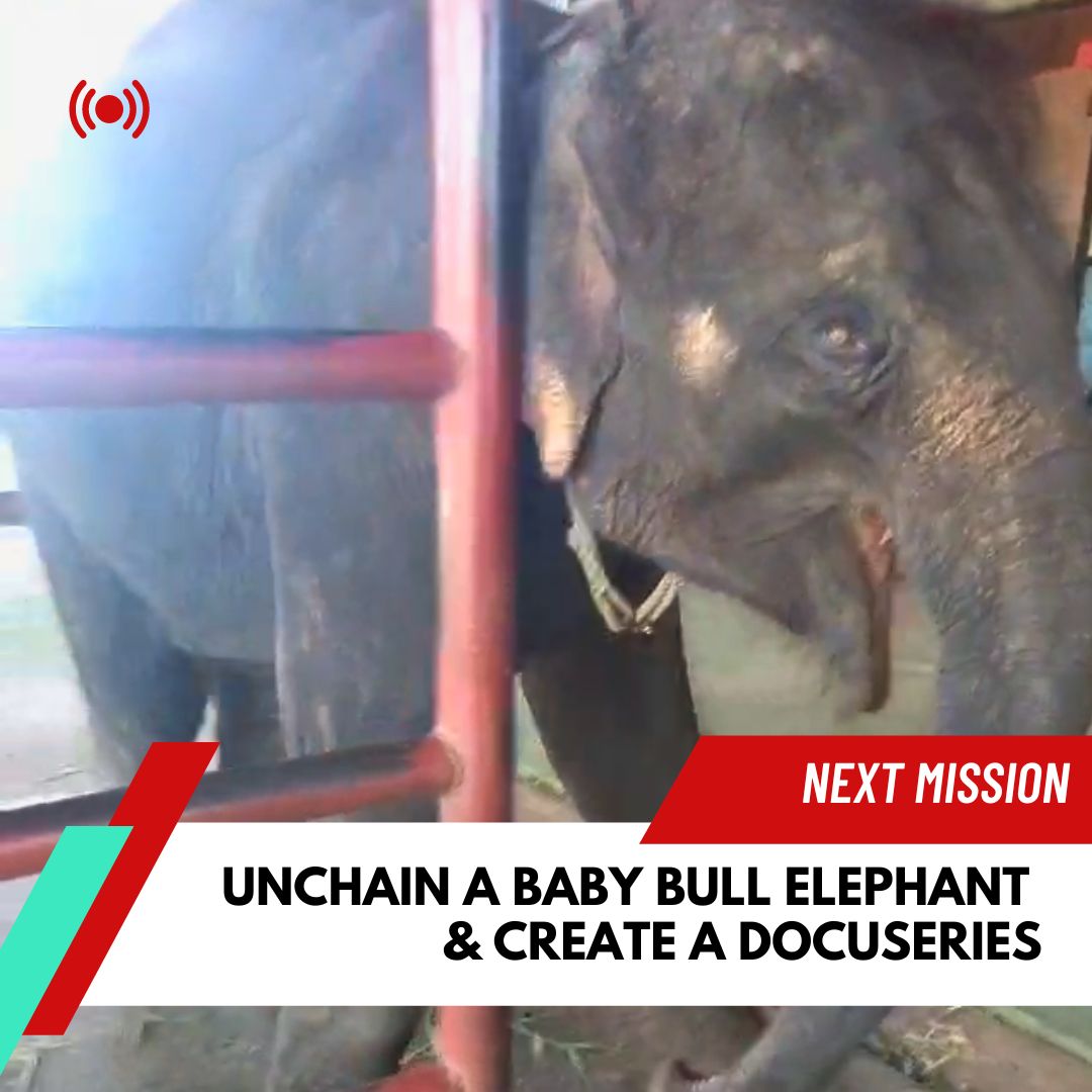 Hey @MMCrypto, would you help us rescue a baby elephant in Thailand? We've rescued 2 elephants so far, and we're aiming for the 3rd one! Any chance you can give us a boost? For crypto donations: giveth.io/project/unchai… $ICP NFTs: yuku.app/market/b2vyk-7… $XRP NFTs: