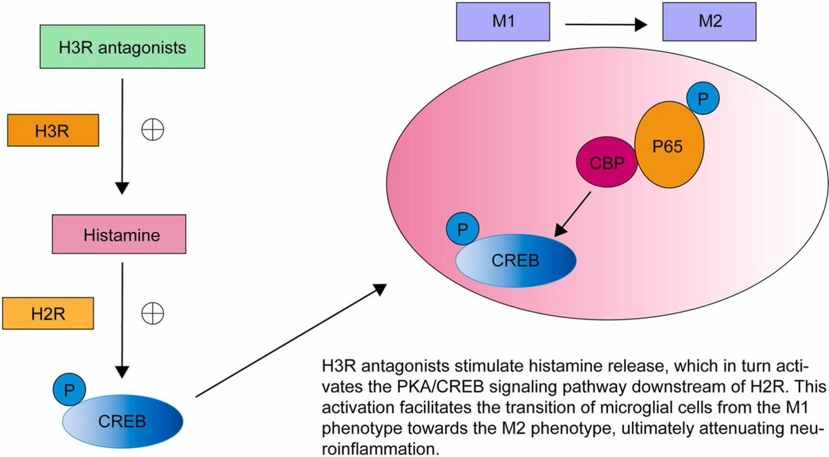 #Histamine and receptors in #neuroinflammation: Their roles on neurodegenerative diseases
sciencedirect.com/science/articl…