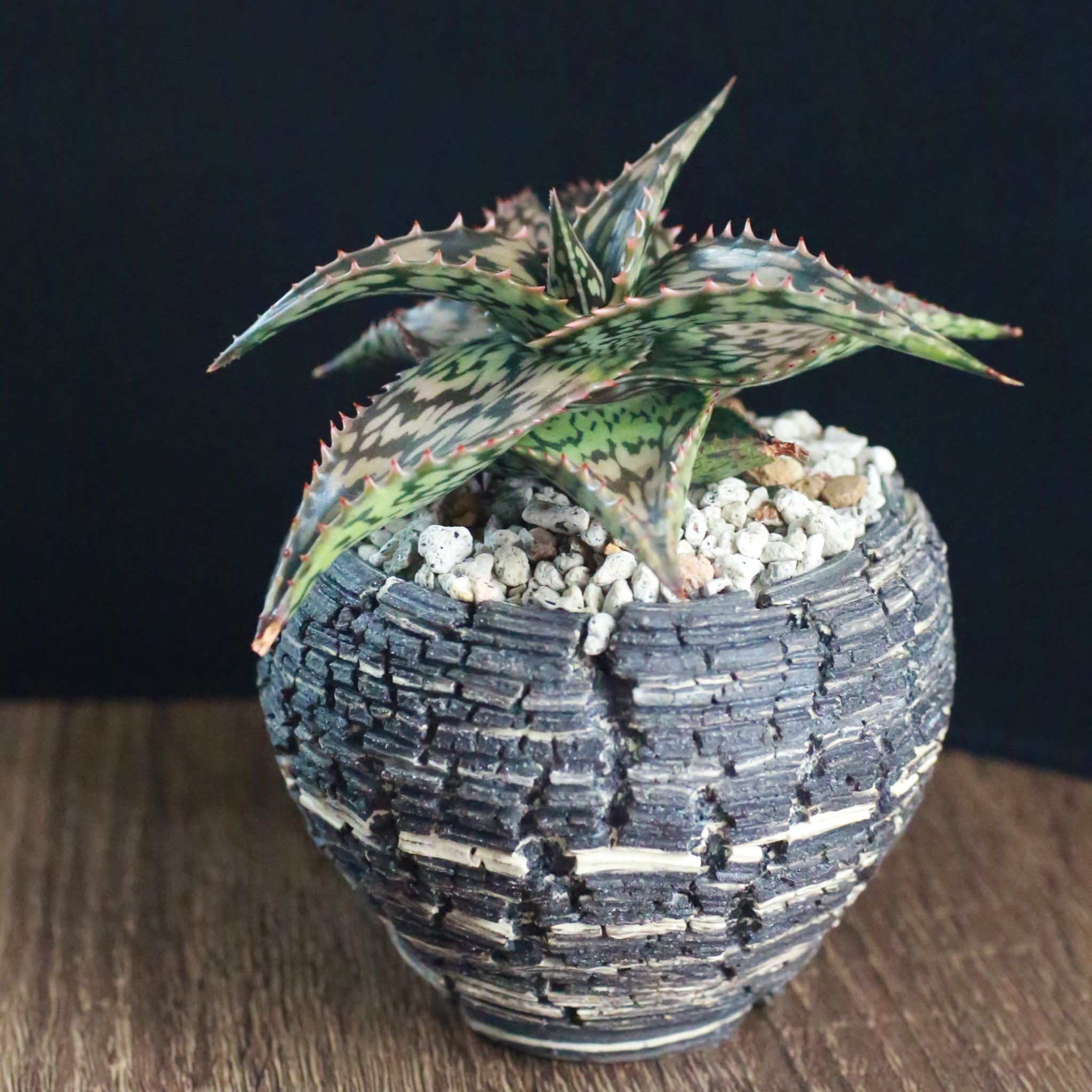 アロエ ペッキー×へミンギー Aloe Peckii x Hemmingii