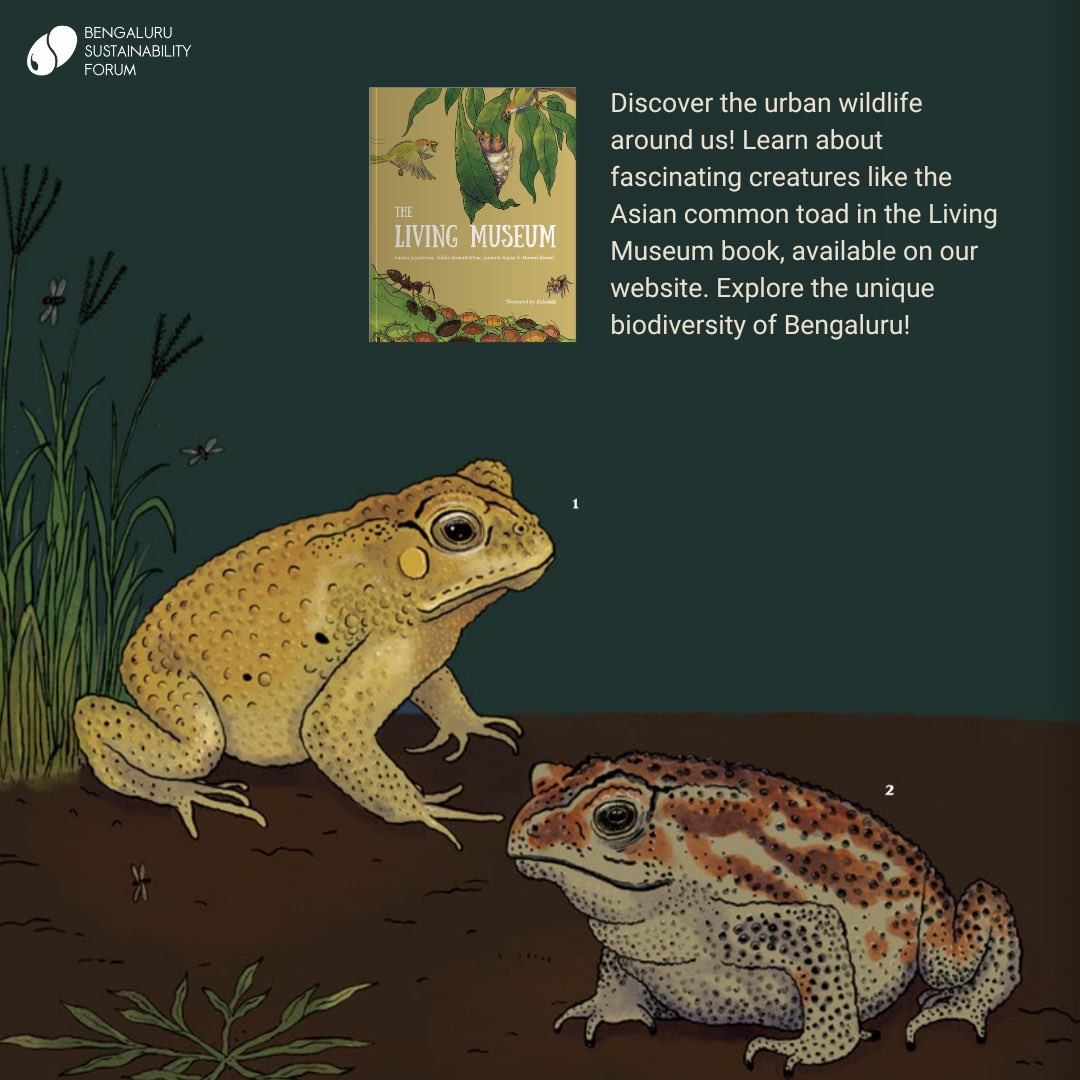 Learn about these amphibians and other beings around us in the Living Museum. Available on our website, this book is an exciting resource - on urban wildlife in Bengaluru - for children and adults alike! #UrbanWildlife #BengaluruNature