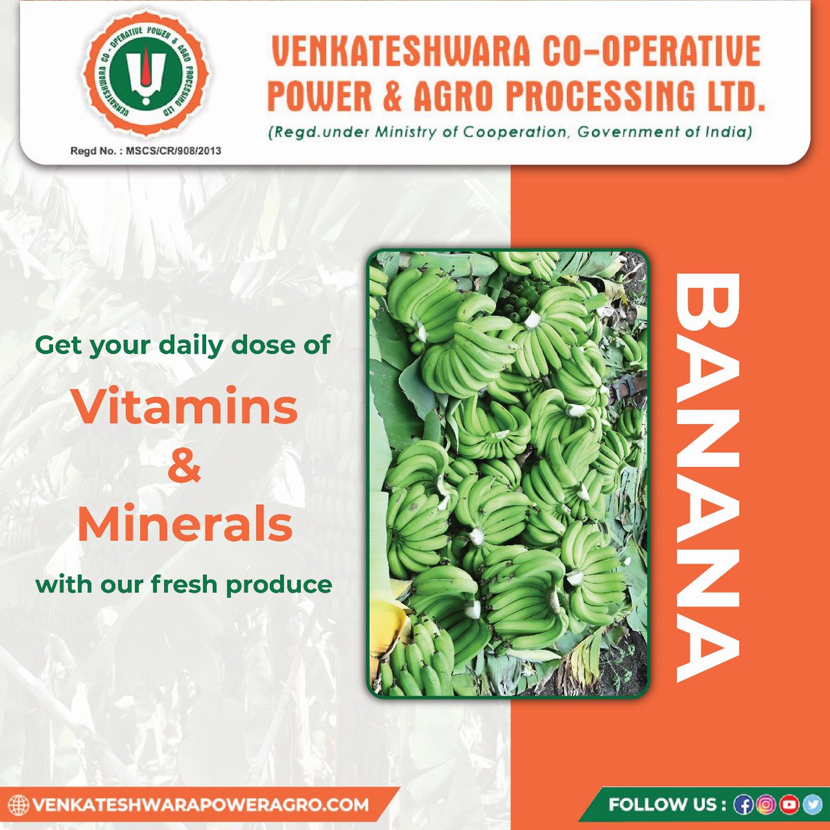 Peel into a powerhouse of nutrition! 
Get your daily boost of Vitamins & Minerals with our fresh bananas!
#venkateshwaracooperative #powerandagroprocessing #sahakarsesamridhi #organicfarming #bananafacts #indianagriculture #fruitfulindia #globalproduce
#agriculturefacts