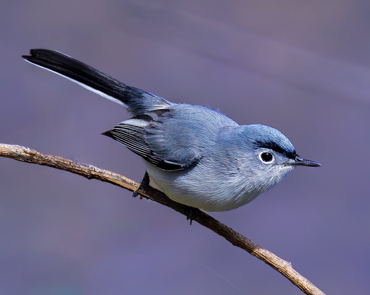 Blue-gray Gnatcatcher at the Block House #birdcpp @BirdCentralPark