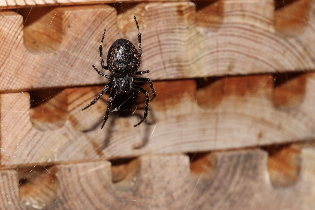 Nuctenea umbratica, the Walnut Orb Weaver, that lives in my solitary bee hotel 11/05/24 @BritishSpiders @StaffsWildlife @StaffsEcology #spider