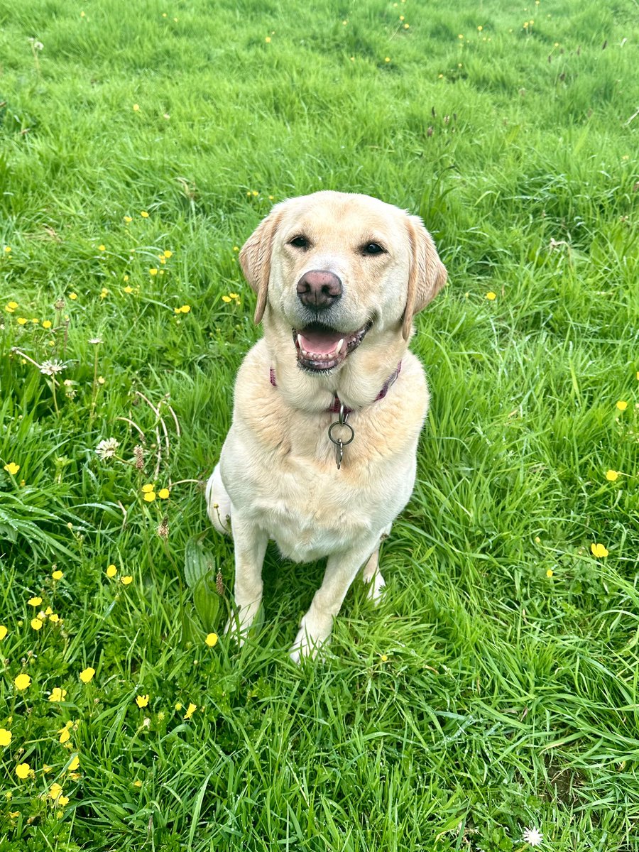 Lizzie Capener | TV Judge on #AllTogetherNow (@lizziecapener) on Twitter photo Someone is very happy following her free run with her friends this morning <a href="/ziggy_guidedog/">Ziggy the Guide Dog</a> Someone is very happy following her free run with her friends this morning <a href="/ziggy_guidedog/">Ziggy the Guide Dog</a>