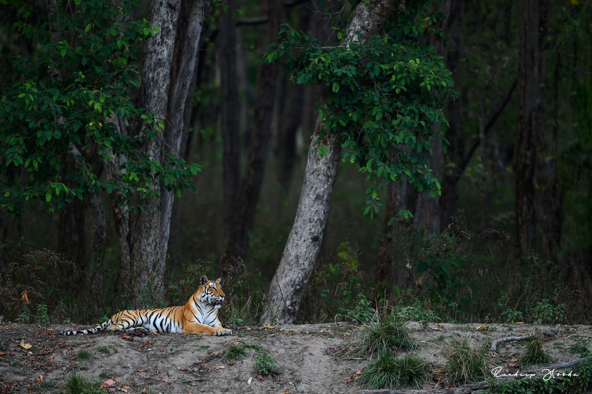 The Jungle Queen 👑🐅🐅

#WildWednesday #JungleeHooda #WildRandeep #Tiger 

Shot on @NikonIndia Z9 in #KanhaNationalPark Madhya Pradesh