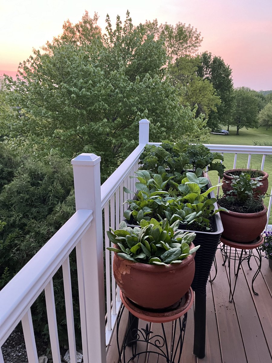 Beautiful morning listening to the turkeys, geese and a pheasant just added in.