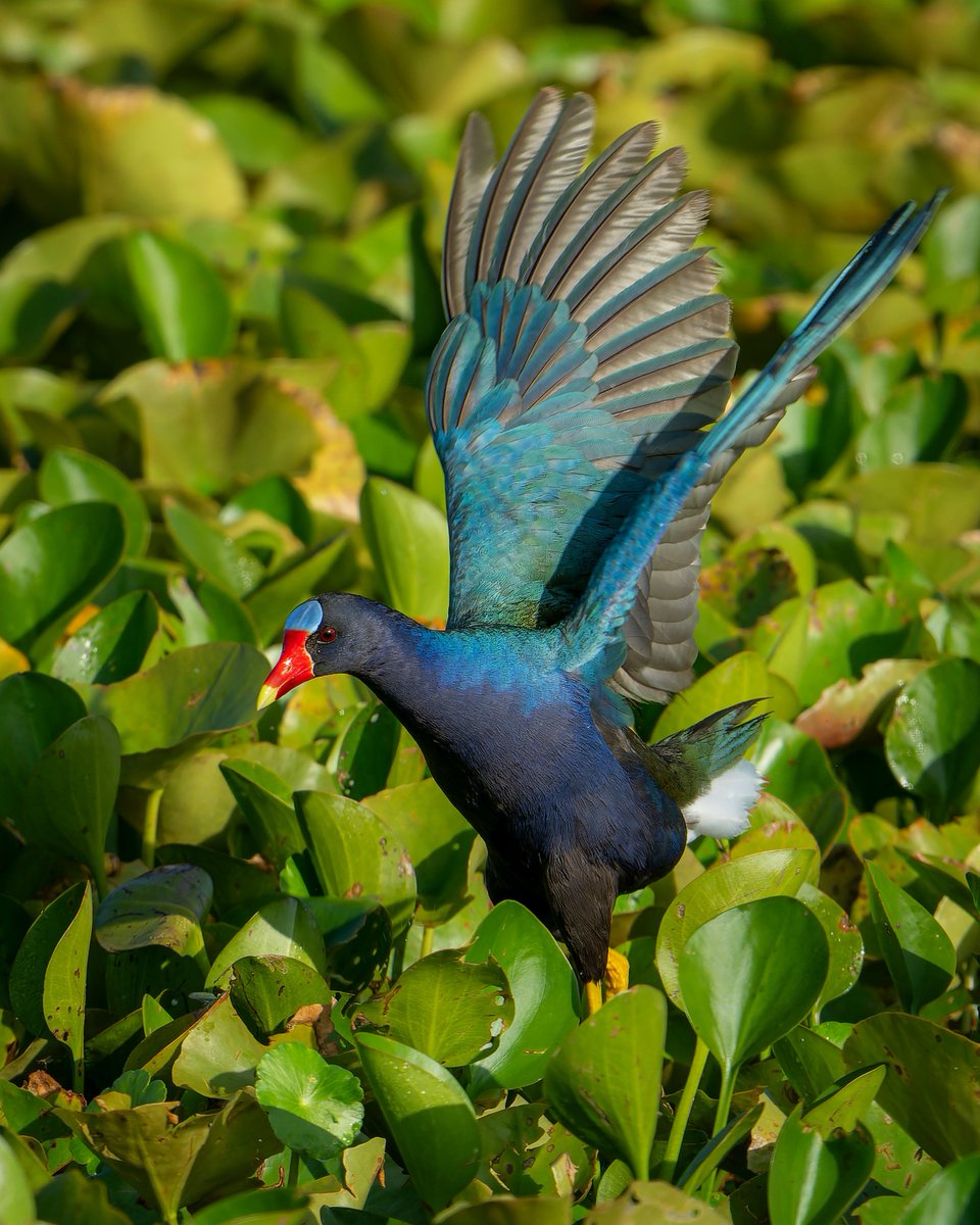 The Purple Gallinule #photography #NaturePhotography #wildlifephotography #thelittlethings