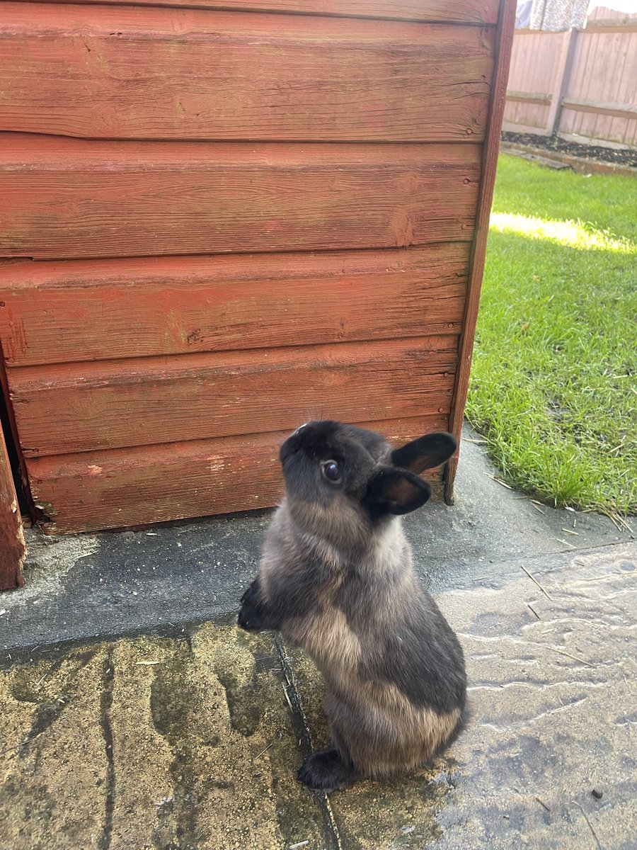 DapiDipa's tweet photo. @jernylovee @PhDVoice I’m sure yours and mine are long lost siblings! 😍 🐰 https://t.co/d6SKC3bR66