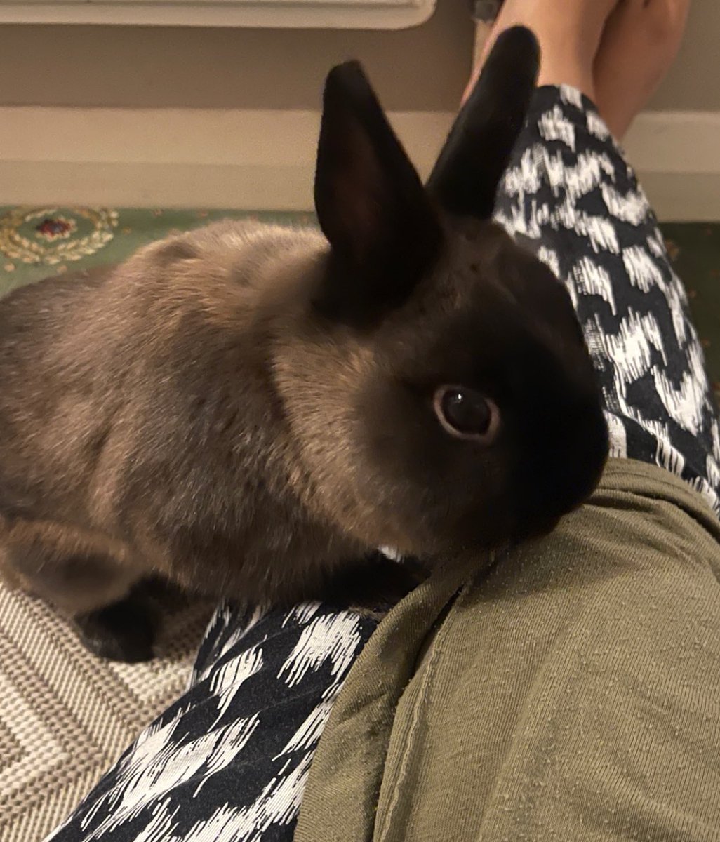DapiDipa's tweet photo. @jernylovee @PhDVoice I’m sure yours and mine are long lost siblings! 😍 🐰 https://t.co/d6SKC3bR66