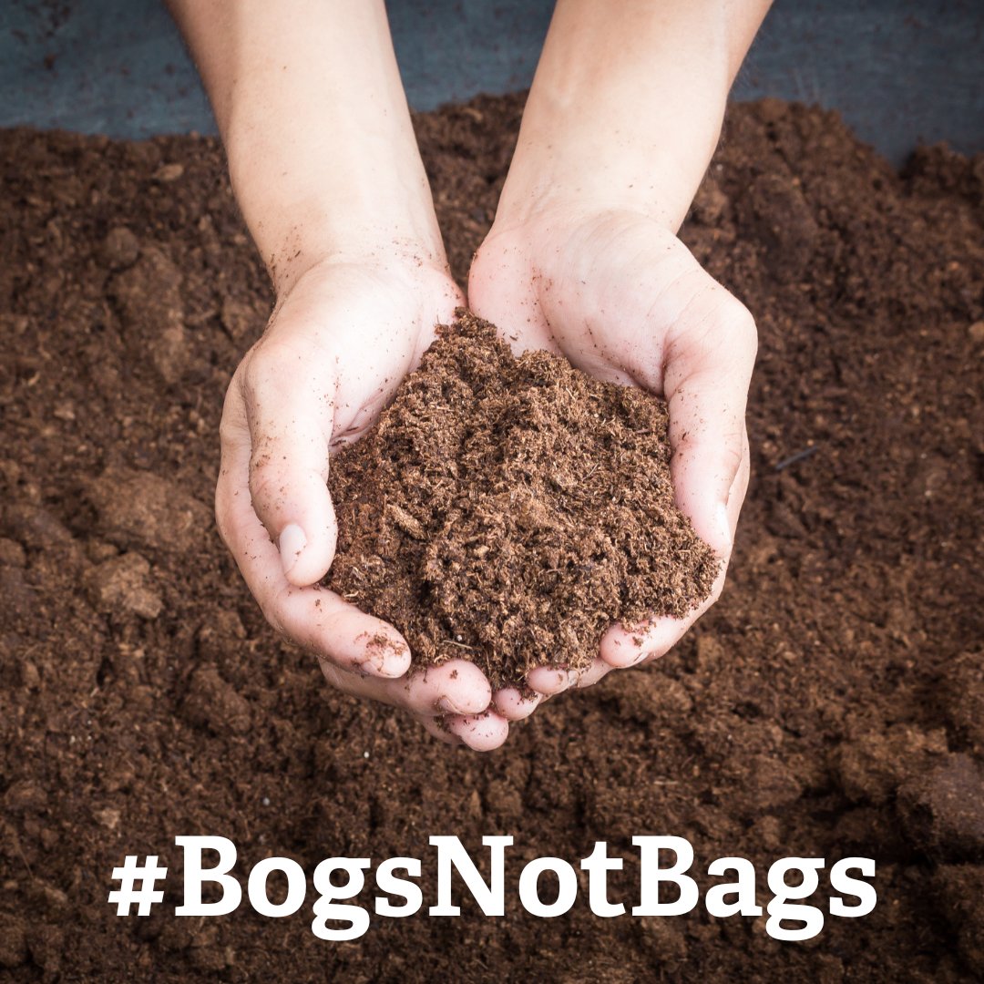 The Private Member's Bill to ban the sale of peat gets a second reading on Friday. Our colleagues at @SomersetWT have some ideas about how you can make noise to support the bill: somersetwildlife.org/bogsnotbags #BogsNotBags #PeatFree #PreciousPeatlands