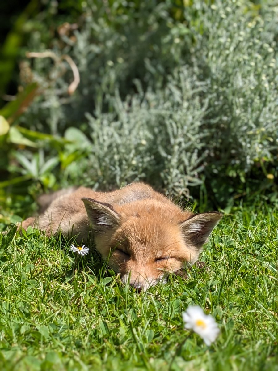 Look at this little fella taking a nap in the garden! #springwatch #foxcub #nature #sussex