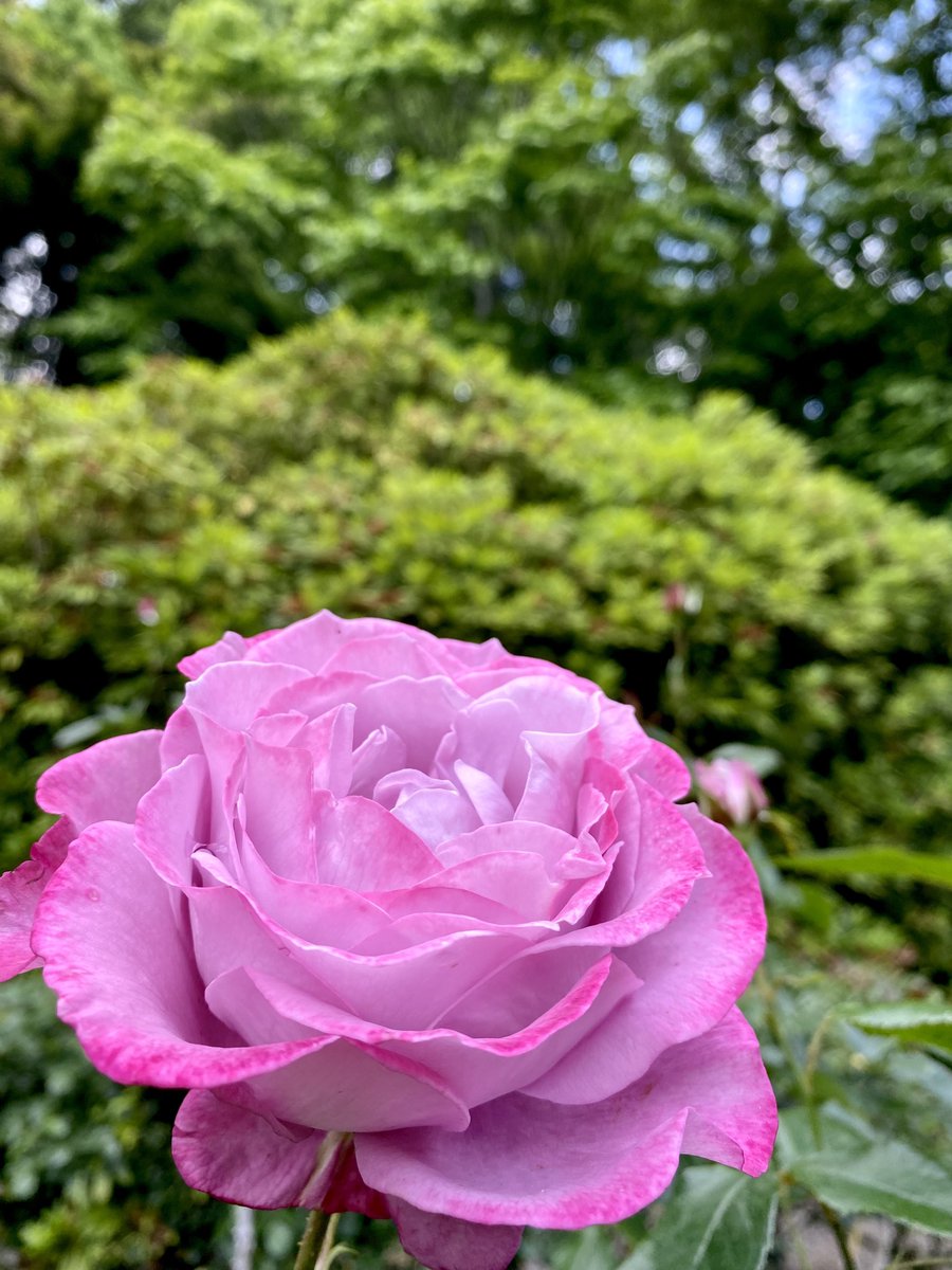 こんばんは🙇‍♂️ 今日も一日お疲れ様でした🙇‍♂️ 今日も一日に感謝して🙏 無事に上棟式を終え 納得の完成目指して 頑張りますか☺️⚒️🏡✨ 安全と健康第一で I wish. A world where you can live in peace with your precious family👨‍👨‍👧‍👦 優しさ溢れる素敵な薔薇さん🤗 Rosa🌹Blue River