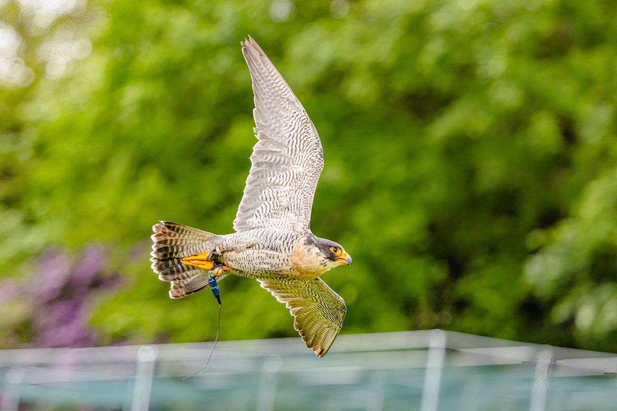 ‘The Peregrine Falcon’
This bird can achieve the greatest airspeed, able to exceed 320 km/h (200 mph) in its dives.

So yes not the easiest bird to capture in flight 😁

Taken at Castle Cameras Spring Shoot Photography Show  @Castlecameras 
@Bournemouthecho #birdsofprey #falcon