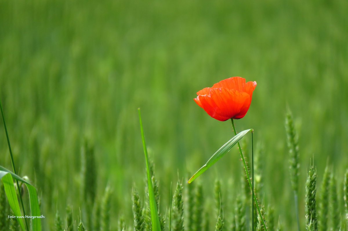 Margreeth0_0's tweet image. Nog wat #rood voor #mei_nmooistefotos van @bosw8er_jochem  🌹🐞❤️🔴