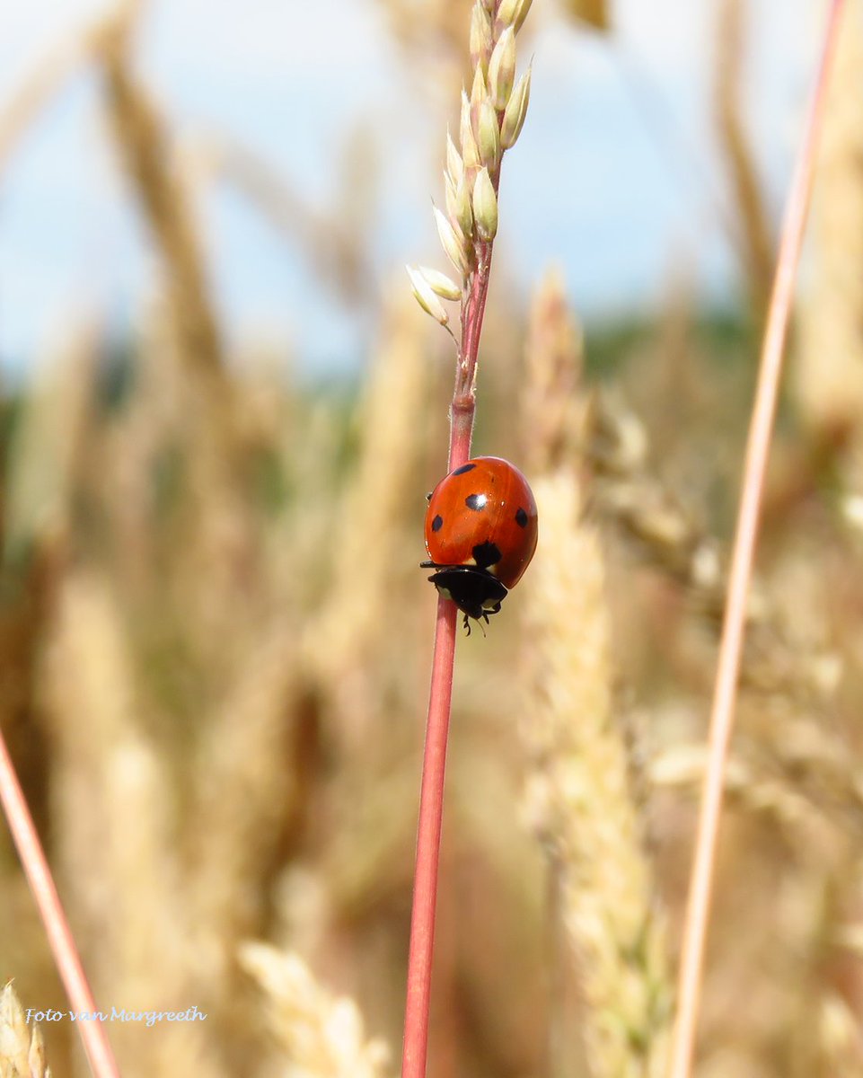 Margreeth0_0's tweet image. Nog wat #rood voor #mei_nmooistefotos van @bosw8er_jochem  🌹🐞❤️🔴