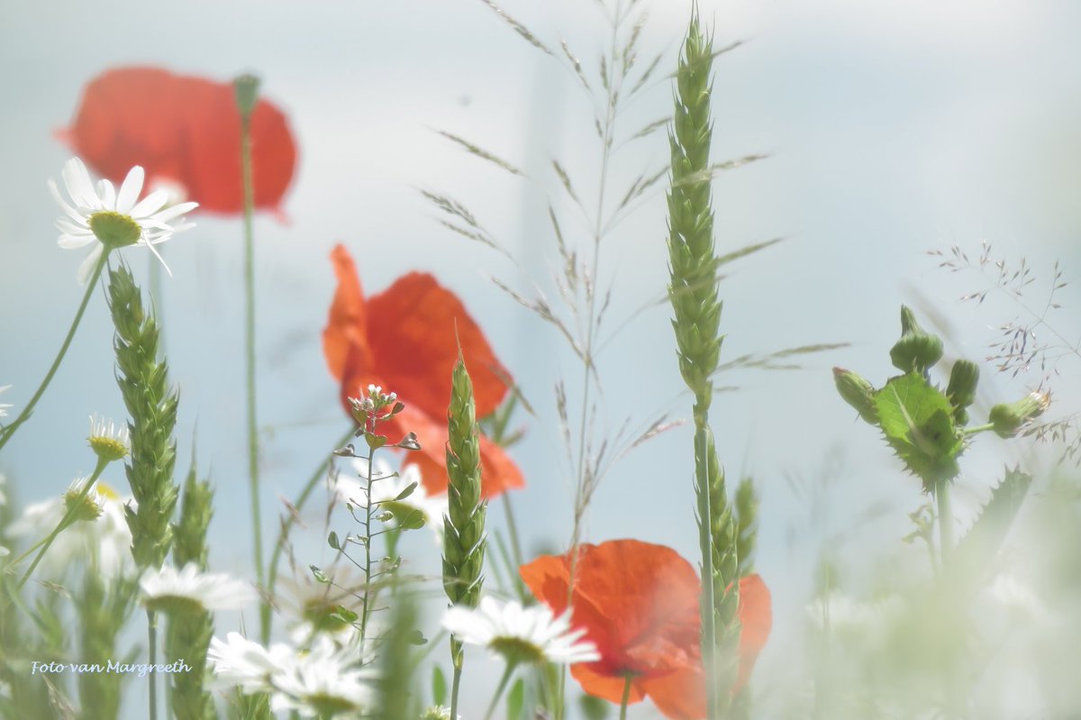 Margreeth0_0's tweet image. Nog wat #rood voor #mei_nmooistefotos van @bosw8er_jochem  🌹🐞❤️🔴