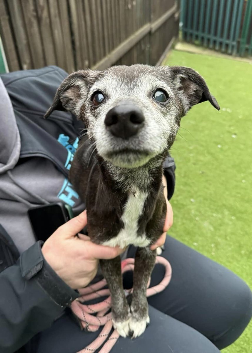Please retweet to help Megan find a home #YORKSHIRE #UK Little 12 yr old MEGAN needs a home 🥺 AVAILABLE FOR ADOPTION, REGISTERED BRITISH CHARITY✅ She’s immaculately clean and tidy in her kennel, so appears to be housetrained SO! All Megan needs now is to find a Terrier
