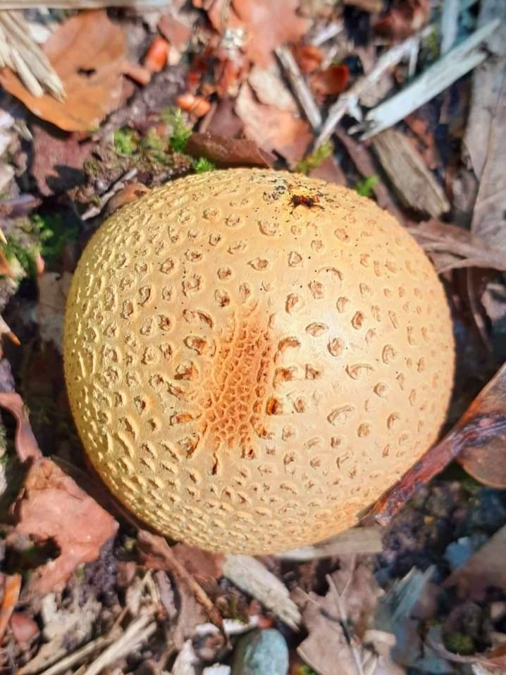 #fungi #forest #nature #photography #WednesdayFeeling