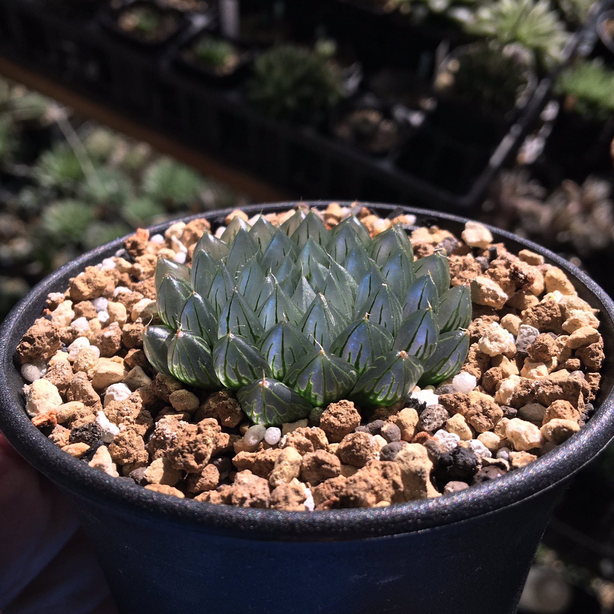 【期間限定出品】ハオルチア 「出藍」 H. 'Shutsuran'　多肉植物 期間限定出品】ハオルチア 「出藍」 H. ´Shutsuran´ 多肉植物