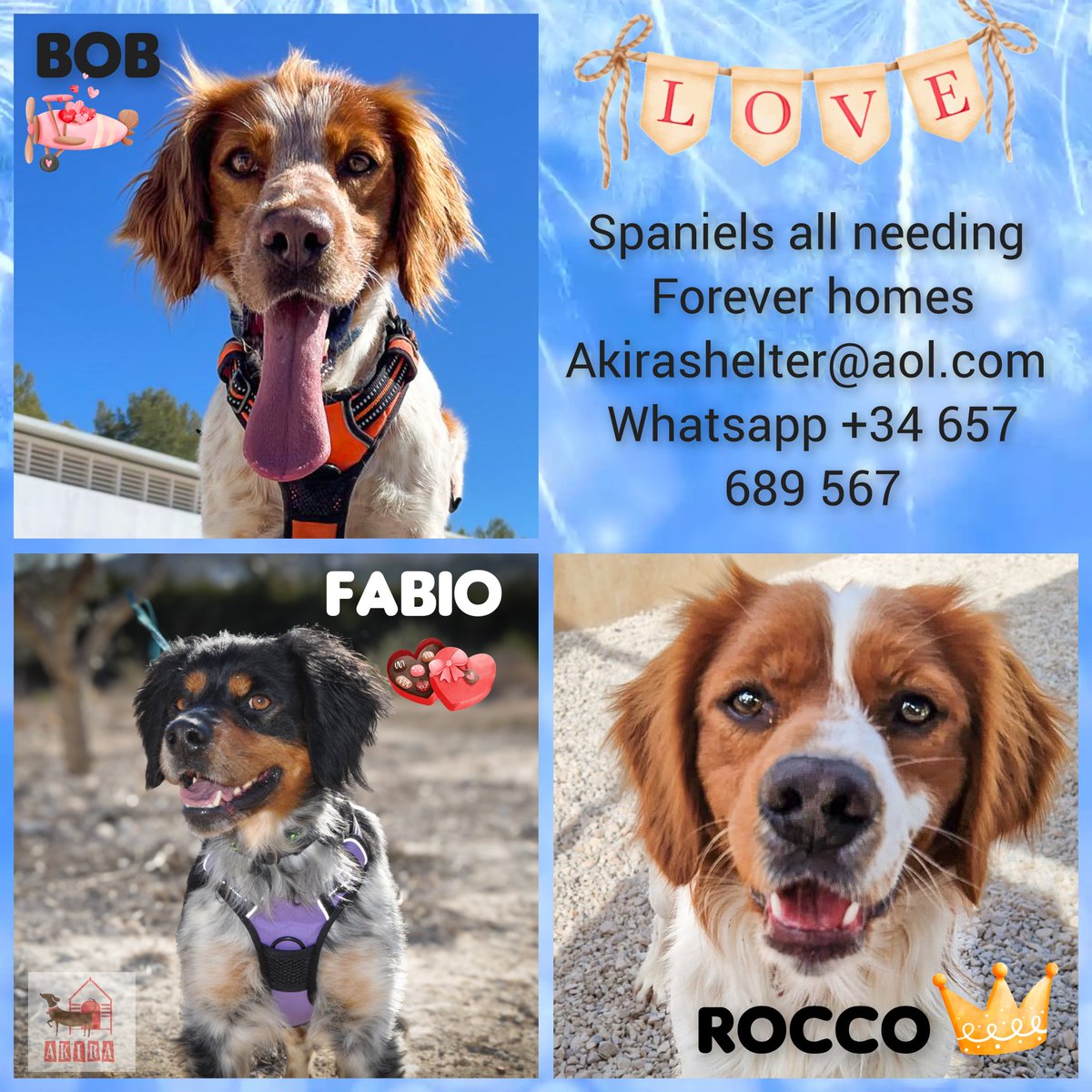 These gorgeous 3 Spaniels all need forever homes. Can you help they are all lovely and all failed hunters as they just wanted to be pets and have cuddles.. 
#teamzay #rehomehour @MillieOTLFP @LisaClareRead2 @chrisndigndoug @Dubs4Mutts @MetalPoisoning @Nightowl400 @catgirl321