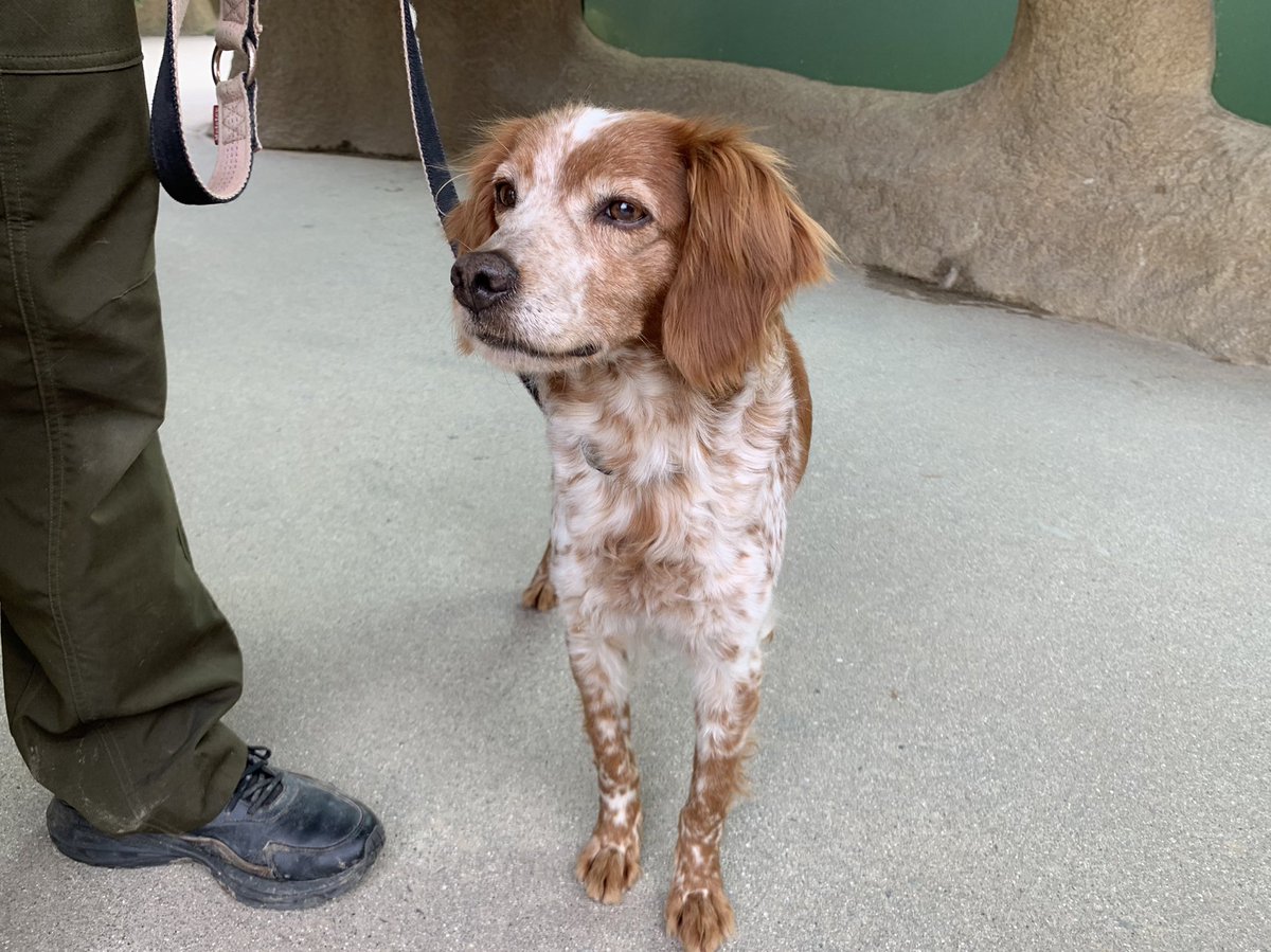 2024.5.15

カンちゃん💛

 #神戸どうぶつ王国
 #ブリタニースパニエル
 #カンナ♀
 #brittanyspaniel