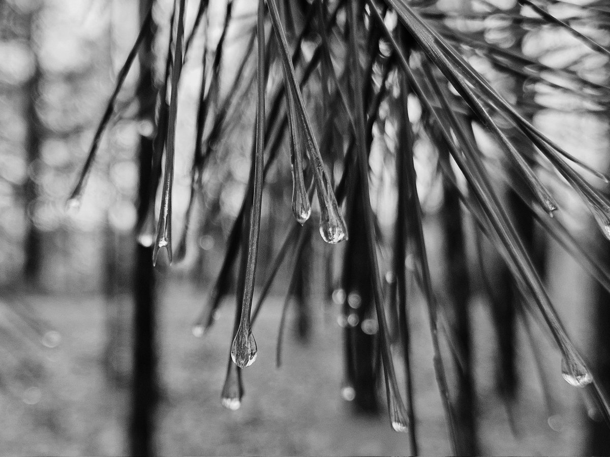 Refreshing spring rains comfort the memory of yesterday... Have a great midweek my friends 🌧☕️✨️ #nature #Wednesday #May #RainyDay #bnw #photos #bnwphotography