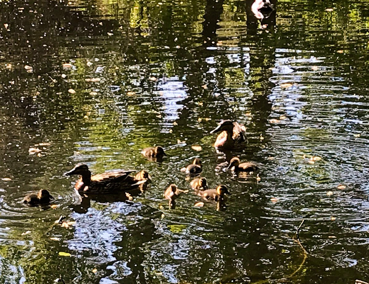 Lush green beech trees, pond reflections and ducks with lots of ducklings on my morning dog walk 🐾 👣 😎🌞

Inverness 

#LoveUkWeather #ThePhotoHour