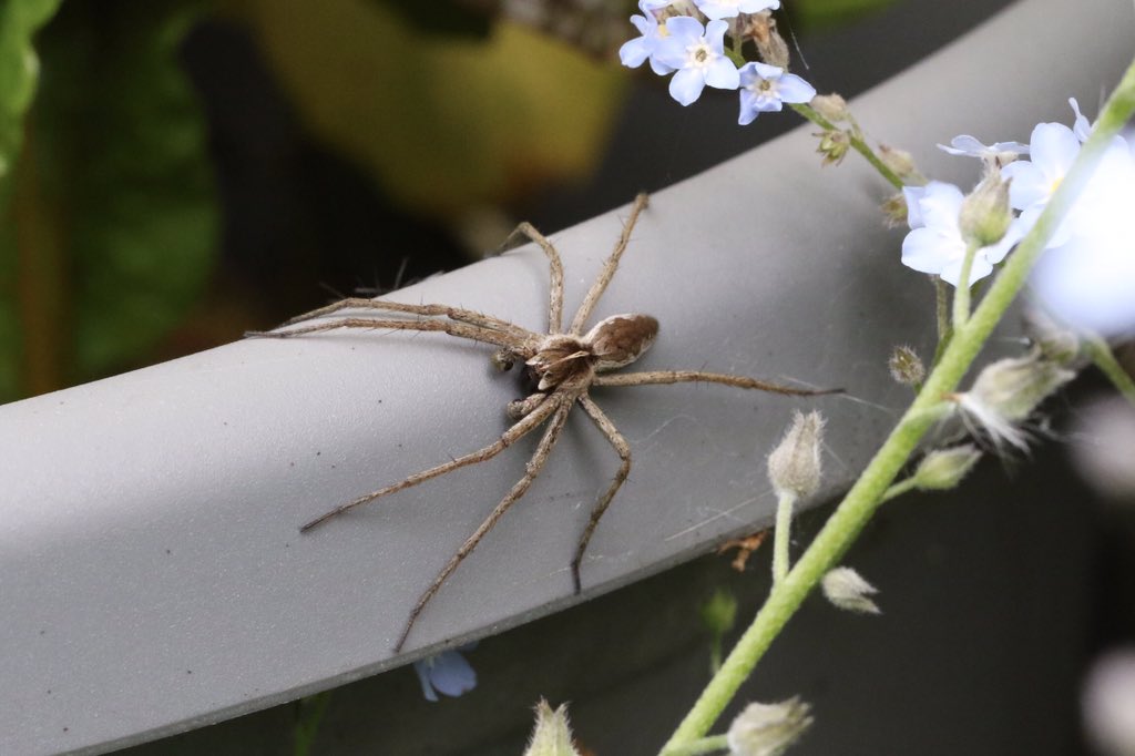 Male Pisaura mirabilis spider seen in my Staffs garden 15/05/24 @BritishSpiders @StaffsWildlife @StaffsEcology #spider