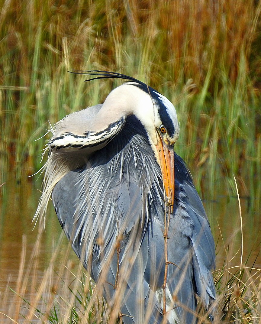 Heron preening at the waters edge. Have a good day folks. @Natures_Voice @RSPBScotland 🏴󠁧󠁢󠁳󠁣󠁴󠁿 #NaturePhotography #nature #wildlife #wildlifephotography #birds #birdphotography #birdwatching #TwitterNatureCommunity