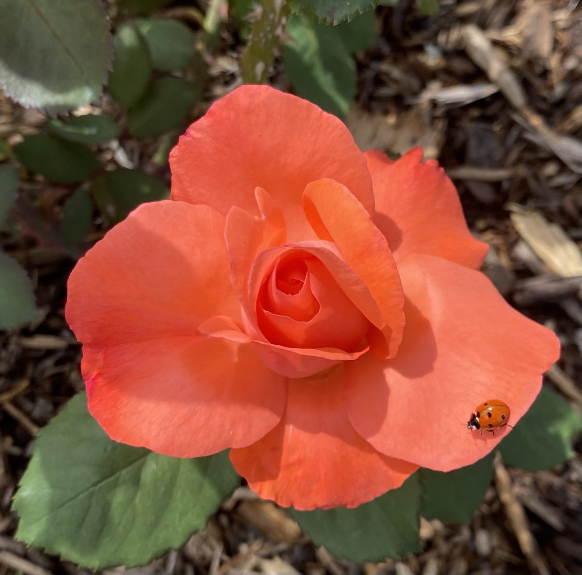 “New Year” for #RoseWednesday or #InsectThursday? 🤗 #GardeningX #MasterGardener