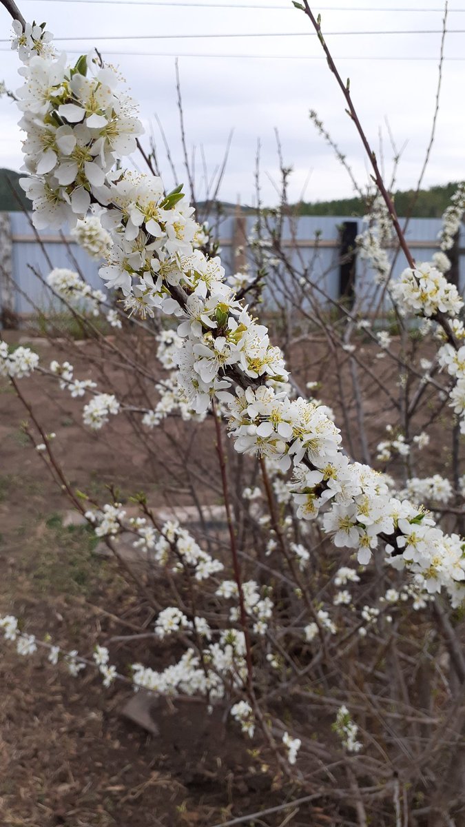 Good morning lovelys 💛

Cherry and plum blossomed.😍

Have a beautiful day🙏

#NFTCommunity #tezoscommunity #TezosNFTs #TezosArts #NFTs #nftartist #digitalartist