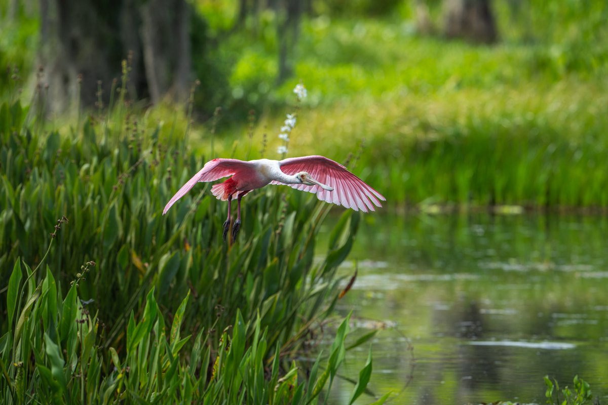 In the wetlands... Roseate Spoonbill #photography #naturephotography #wildlifephotography #thelittlethings