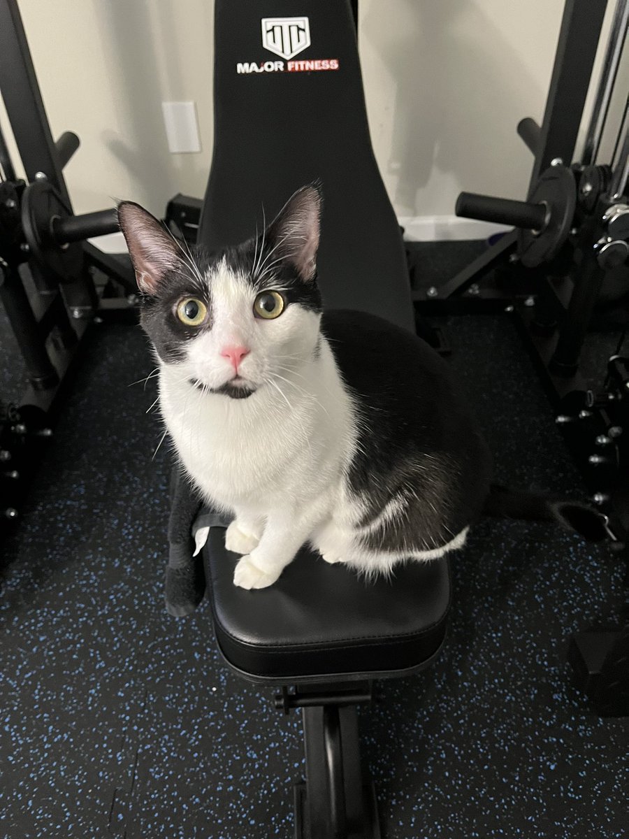 There’s always some asshole hogging the bench at the gym. #fitness #CatsOfX