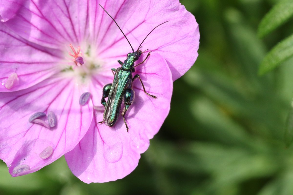 1st Oedemera nobilis beetle, this one’s a male, seen in my Staffs garden 15/05/24 @ColSocBI @StaffsWildlife @StaffsEcology #Coleoptera #beetle