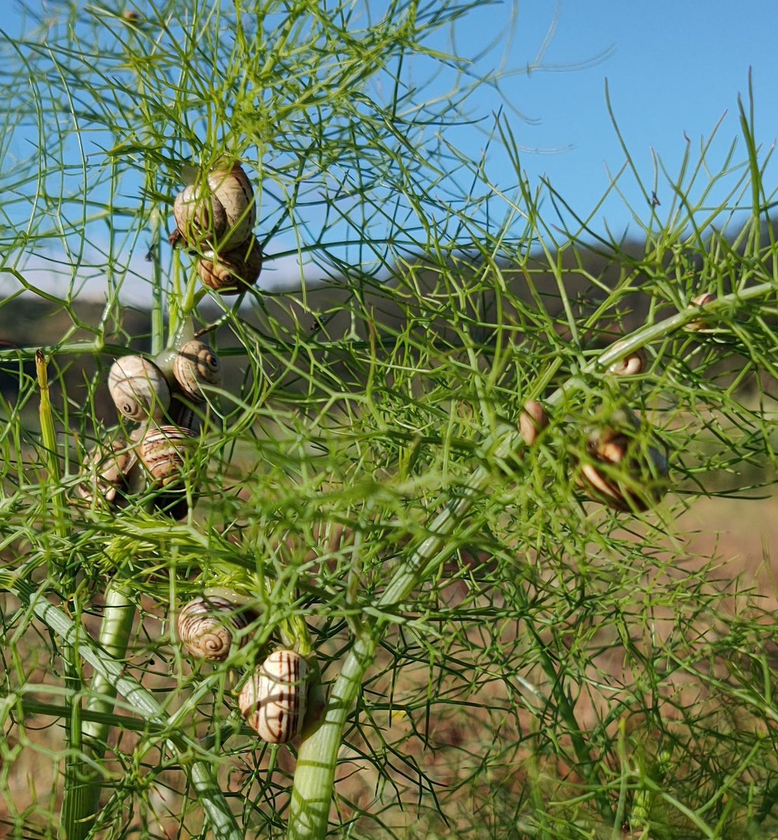 La familia permite la transmisión de valores que pasan de una generación a otra, y el establecimiento de lazos los afectivos entre los distintos miembros que la conforman. #DíaInternacionaldelasFamilias Chuchangas 🐌 entre hinojo 🌿 rae.es/tdhle/chuchango vía @RAEinforma