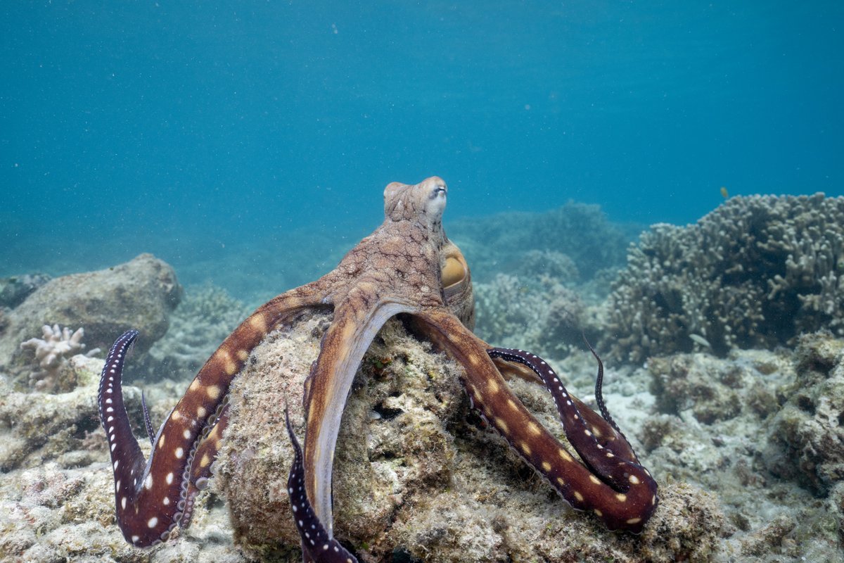 #GününFotoğrafı | Craig Parry'nin objektifinden / Mercan resifinde yiyecek arayan bir gündüz ahtapotu. (Octopus Cyanea)