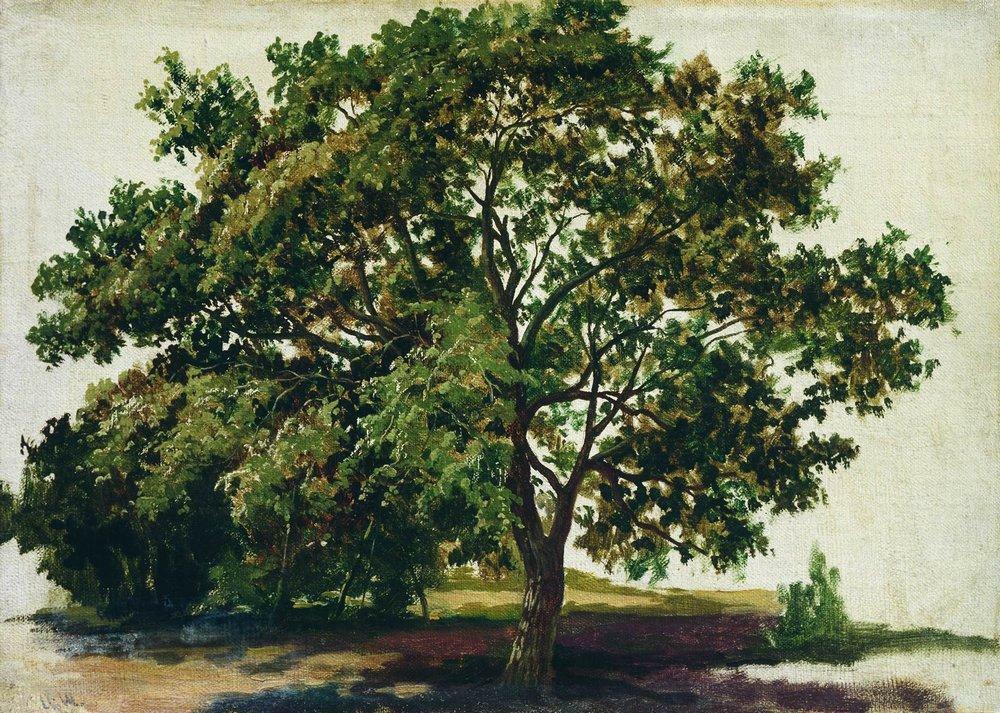 Oak, 1889 linktr.ee/shishkin_artbot
