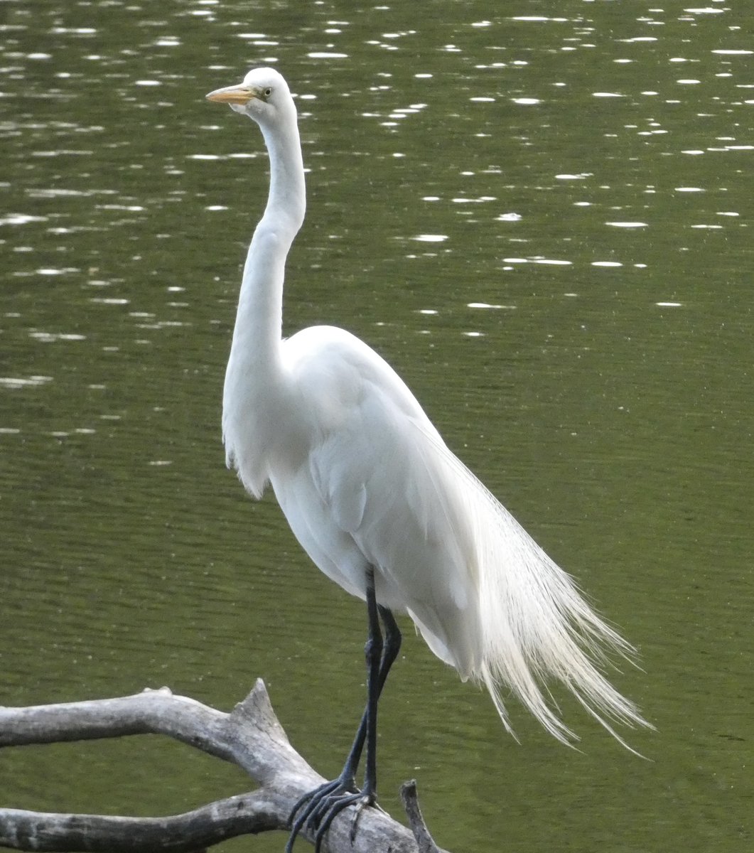 For #WaderWednesday, Great #Egret standing tall, Clove Lakes Park