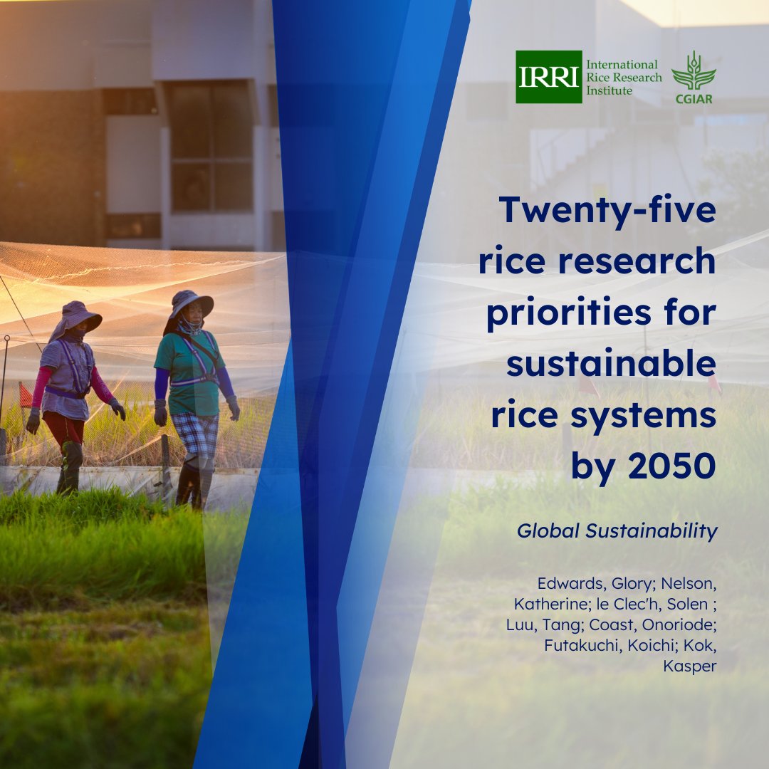 #ResearchSpotlight: Rice experts select the top rice research gaps for achieving sustainable rice systems 🌾📑⭐

Read the full study here: bit.ly/3UxcSio
