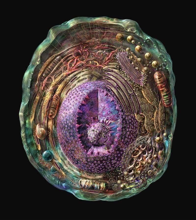 Human cell under a microscope🔬 

You are a bio-electric super Quantum computer with DNA embedded with Divine Light-Codes. 

Your ability to maneuver through the physical quantum realities & timelines is based on how you treat & use your body-vessel. 

tinyurl.com/bookofwisdom369