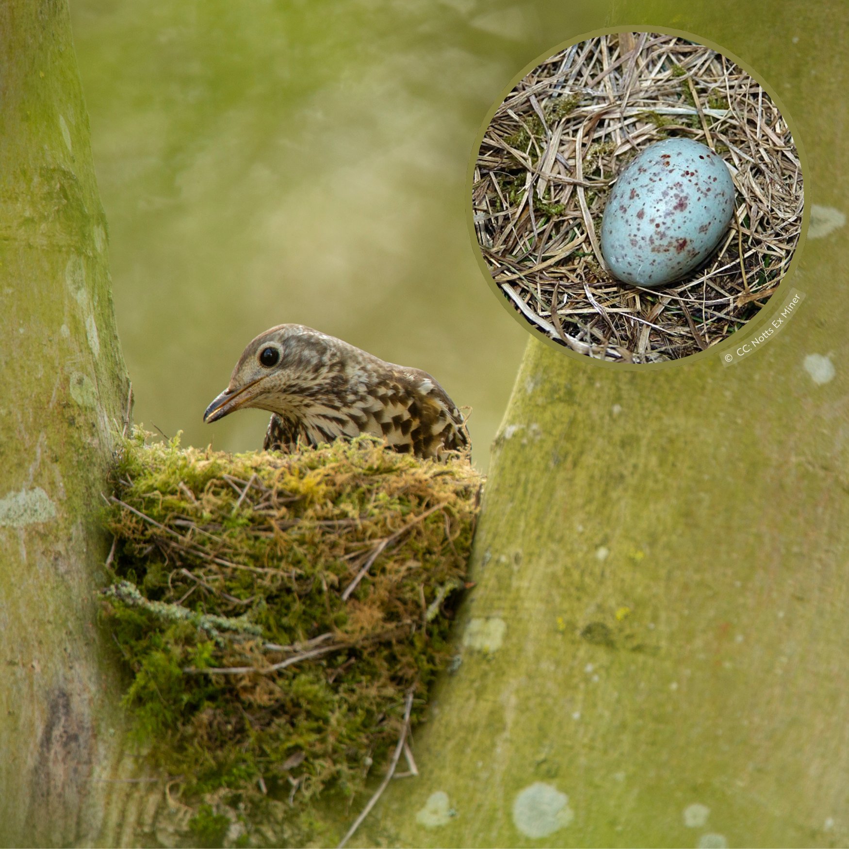 RSPB على X: 