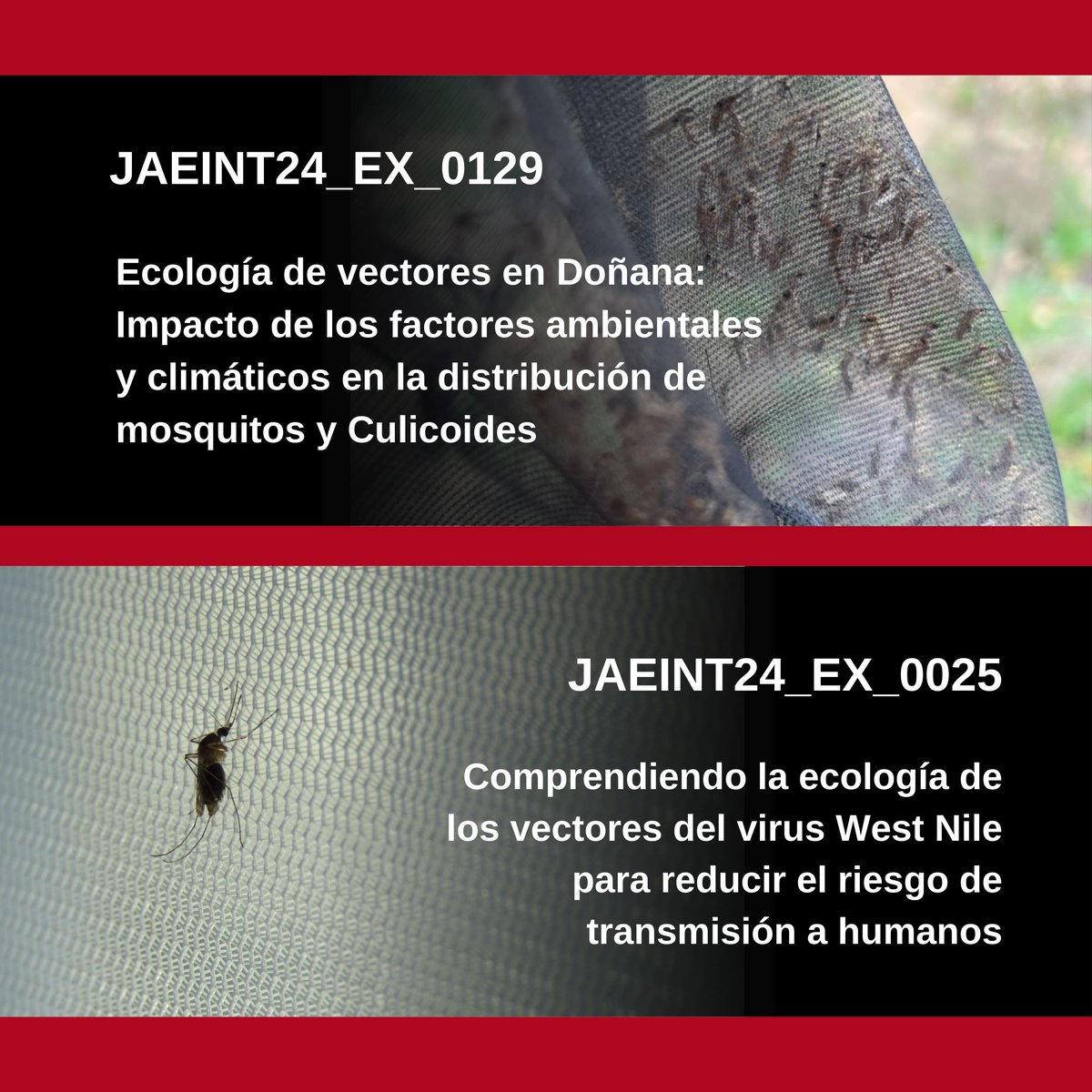 JAEINT24_EX_0129. Ecología de vectores en Doñana Investigadora: @M_Ferraguti JAEINT24_EX_0025. Comprendiendo la ecología de los vectores del virus West Nile Investigador: @FiguerolaLab