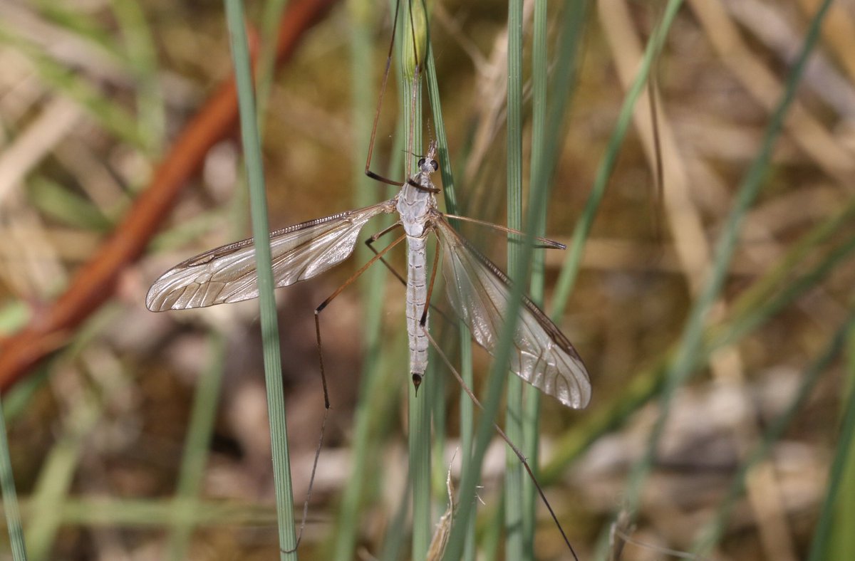 Saw a few Tipula oleracea @RSPBMiddleton 11/05/24 @CRStipula @DipteristsForum #cranefly