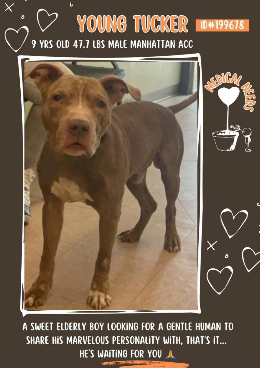 💞 #Adoptme YOUNG TUCKER 9yr #Senior #Macc Nycacc.app #199678 Sweet friendly older gentleman looking for his forever home and comfy sofa he really is a Darling needs kind caring pawparent 🙏 Dm @CathyPolicky @SuzanneSugar #FostersSaveLives 🐾💞